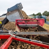 Holmer-s-flexible-sugar-beet-cleaner-loader-8931970_1