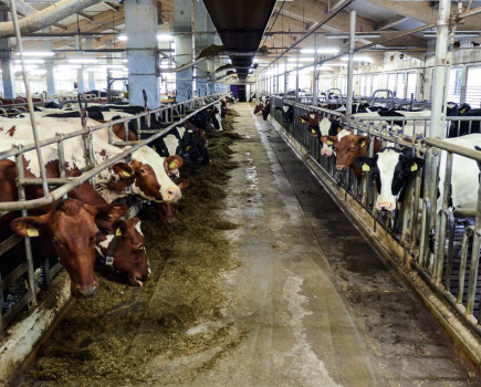 -Milking-robots-at-work-in-Finland-LSTK-12-2016