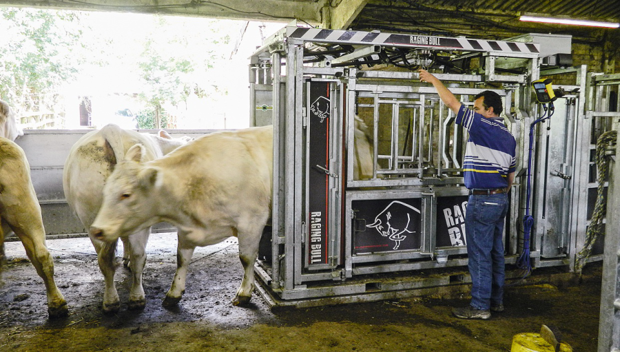 -Safe-handling-of-beef-cattle-LSTK-11-2015