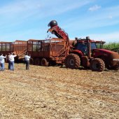Sweet-tour-of-Brazil-s-sugar-cane-sector-8309659_0
