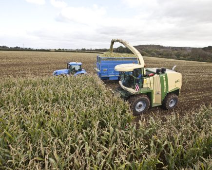 anthony-maize_1a