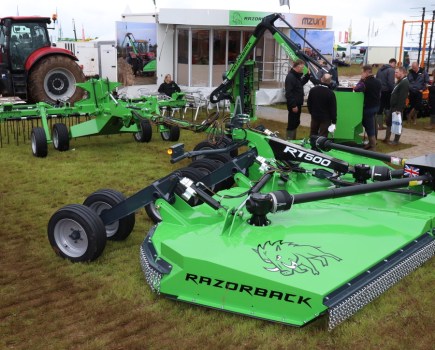 razorback