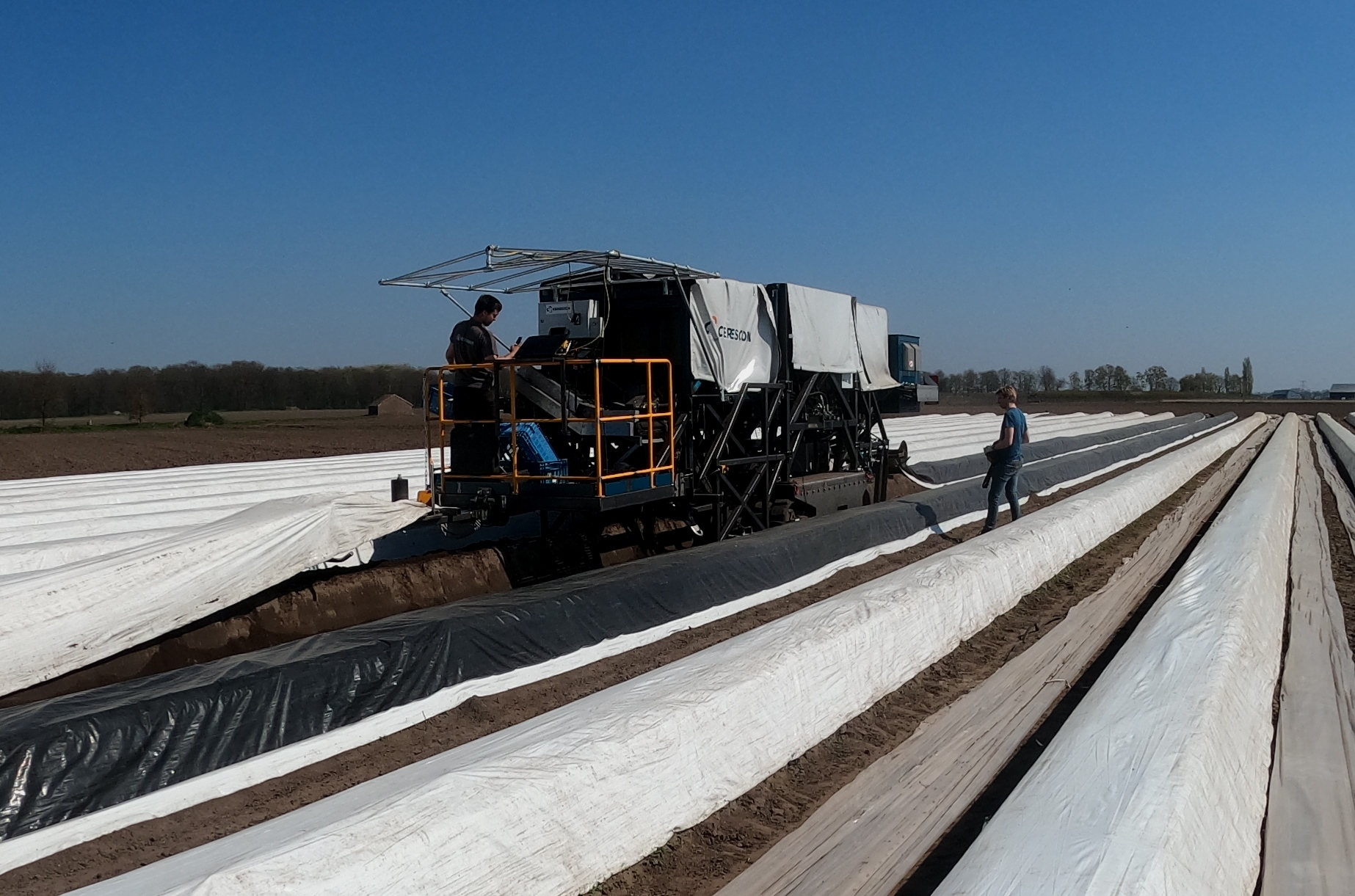 Asparagus harvesting robot nears production Profi