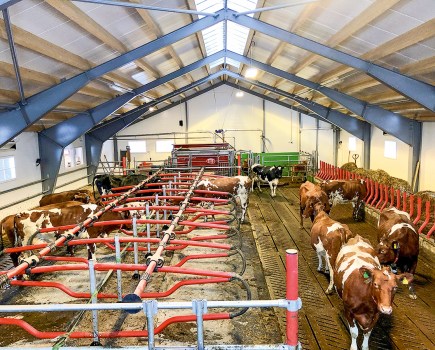 046-047_livestock