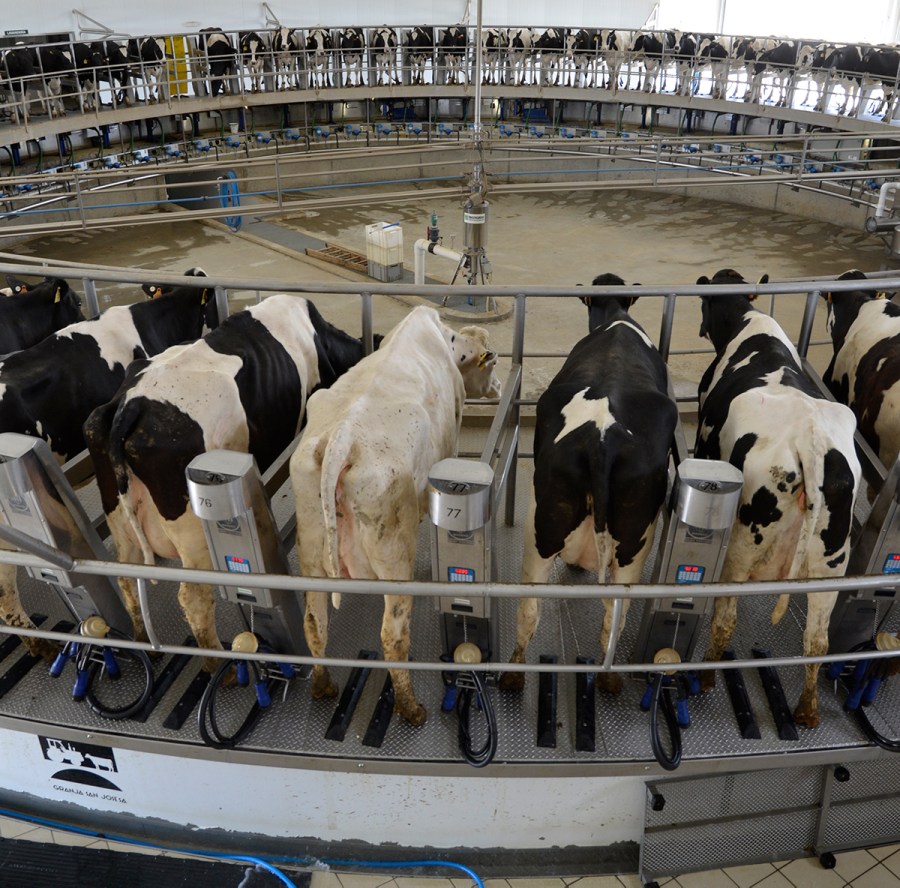 Granja San Jose dairy unit, Spain: 6,000+ cattle in Spanish dairy herd ...
