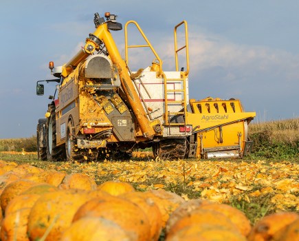 050-053_pumpkins
