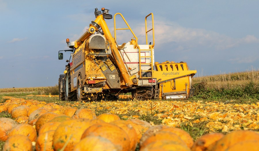 Pumpkin Seed Harvesting