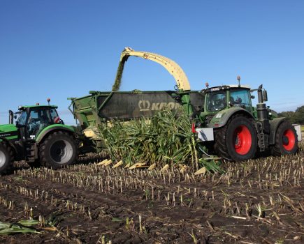 p6_krone_1