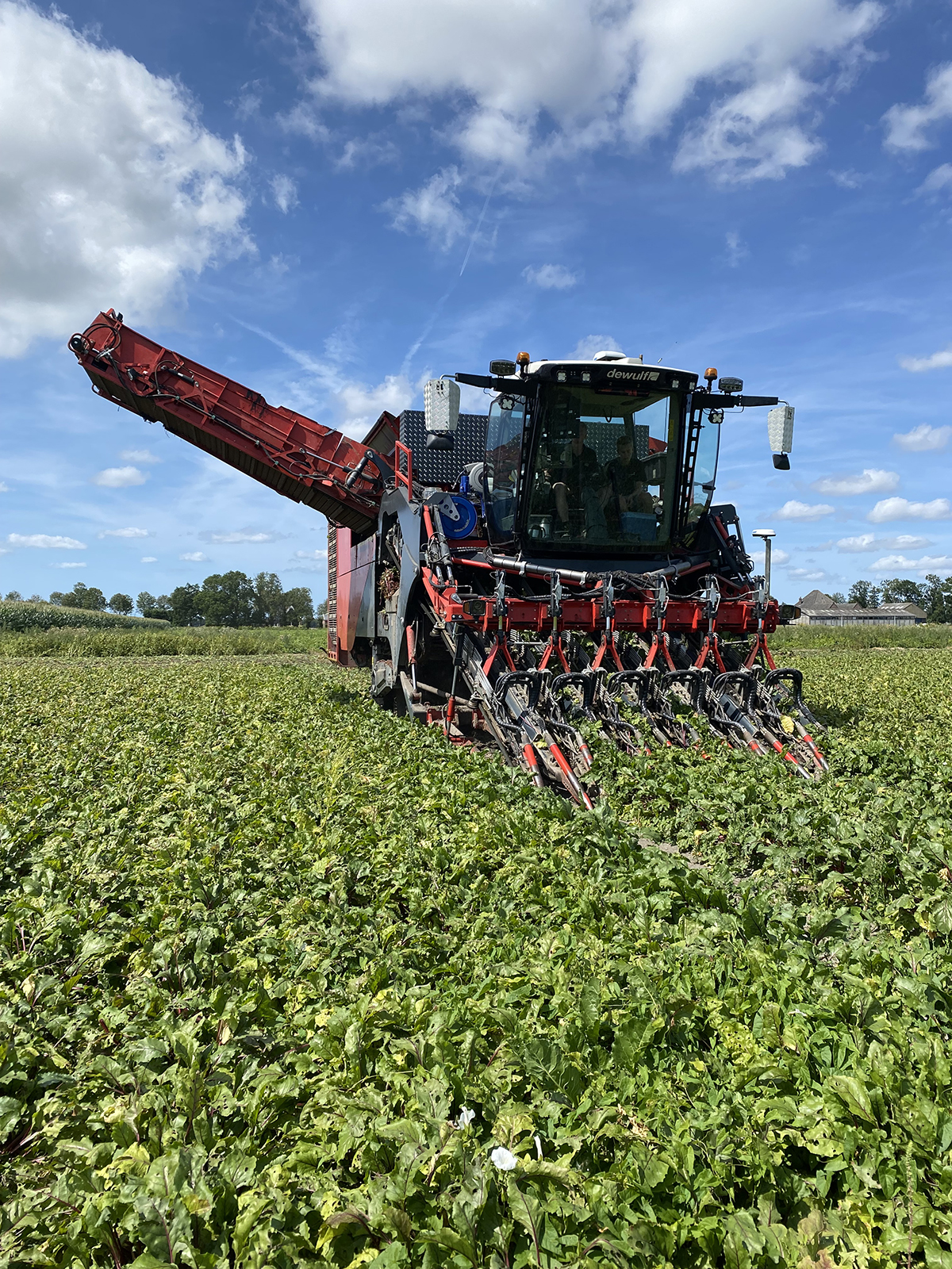 Stam-Schaap Agro: A different beet