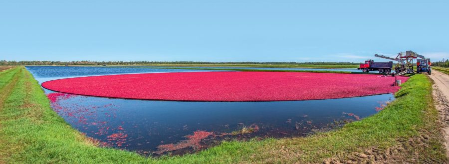 080-082_cranberry_harvest