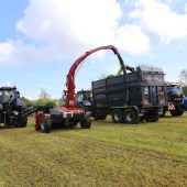 scotgrass_kongskilde